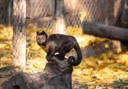 Kecskeméti Vadaskert Kecskemét