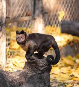 Kecskeméti Vadaskert