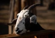 Kecskeméti Vadaskert Kecskemét