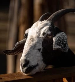 Kecskeméti Vadaskert