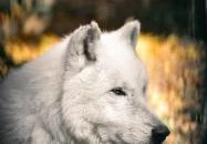 Kecskeméti Vadaskert Kecskemét