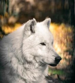 Kecskeméti Vadaskert