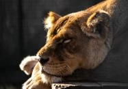 Kecskeméti Vadaskert Kecskemét