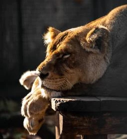 Kecskeméti Vadaskert