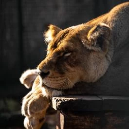 Kecskeméti Vadaskert Kecskemét - Egyéb