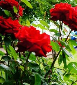 Fekete Gólya Vendéglő