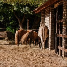 Fekete Gólya Vendéglő Kecskemét - Egyéb