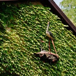Fekete Gólya Vendéglő Kecskemét - Egyéb