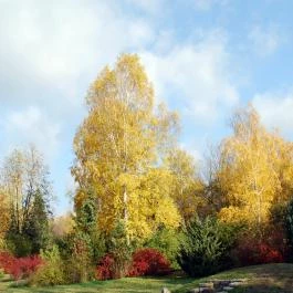 Kecskeméti Arborétum Kecskemét - Egyéb