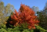 Kecskeméti Arborétum Kecskemét