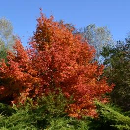 Kecskeméti Arborétum Kecskemét - Egyéb