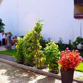 Lisbet Cottage Apartman Kecskemét Kecskemét - Medence/kert