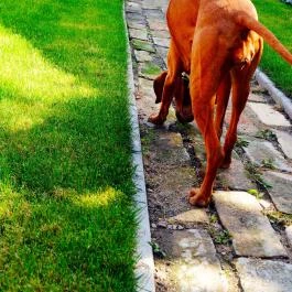 Lisbet Cottage Apartman Kecskemét Kecskemét - Medence/kert