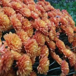 Ibolya Vendégház Kehidakustány - Medence/kert