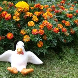 Viola Vendégház Kehidakustány - Egyéb