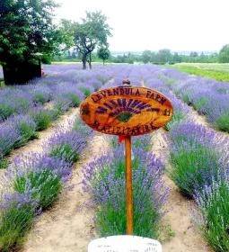 Kemenessömjéni Levendulafarm