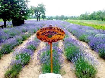 Kemenessömjéni Levendulafarm Kemenessömjén