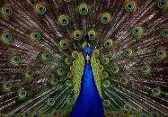 Kereki - Balatoni Madárkert díszmadár és kisállatpark