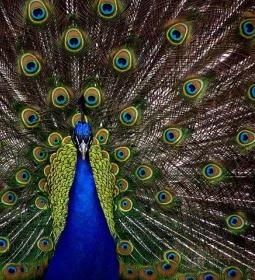 Balatoni Madárkert díszmadár és kisállatpark