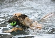 Keszthely - Keszthelyi Kutyás Park, Piknikkert és Strand