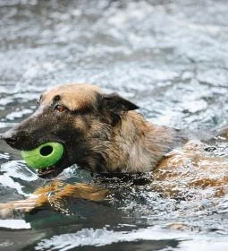 Keszthelyi Kutyás Park, Piknikkert és Strand