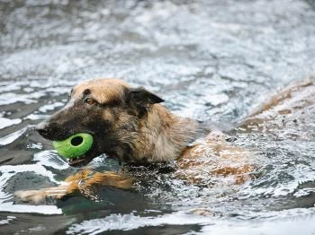Keszthelyi Kutyás Park, Piknikkert és Strand Keszthely