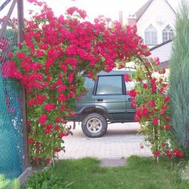 Abszolút Vendégház Keszthely - Medence/kert