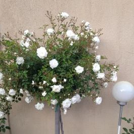 Abszolút Vendégház Keszthely - Medence/kert