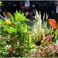 Hotel Kakadu Keszthely - Medence/kert