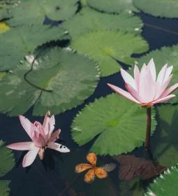 104. legjobb látnivaló: Hévíz-patak