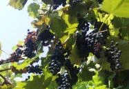 KultúrÉlet Vendégháza Kétegyháza