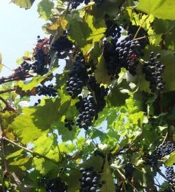 KultúrÉlet Vendégháza