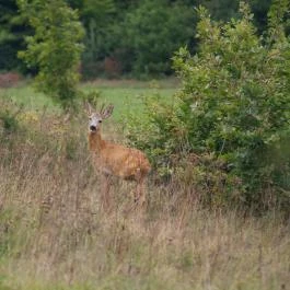 Tücsöktanya Vendégház Kétvölgy - Egyéb