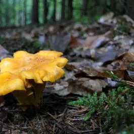 Tücsöktanya Vendégház Kétvölgy - Egyéb