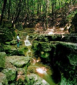 Kincsem Wellness Hotel Étterem