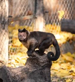 Kecskeméti Vadaskert