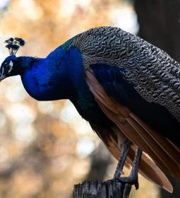 Kecskeméti Vadaskert