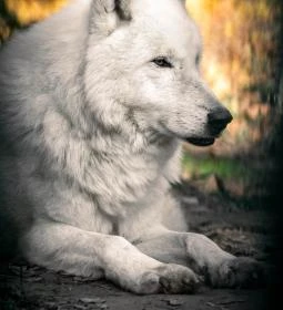 Kecskeméti Vadaskert