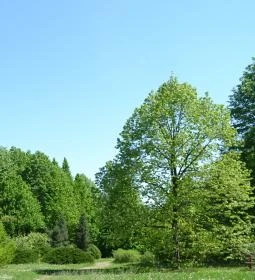 Kecskeméti Arborétum