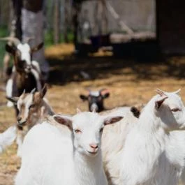 Tornácos Tanya Vendégház és Gasztroporta Kiskunmajsa - Egyéb