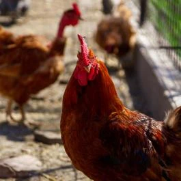 Tornácos Tanya Vendégház és Gasztroporta Kiskunmajsa - Egyéb