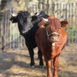 Tornácos Tanya Vendégház és Gasztroporta Kiskunmajsa - Egyéb