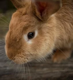 6. legjobb látnivaló: Mini Zoo