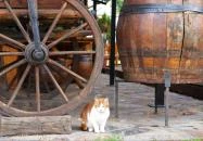 Fezőr Étterem Körmend