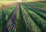 Kőröshegy - Kőröshegyi Levendulás