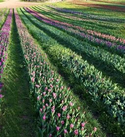 8. legjobb látnivaló: Kőröshegyi Levendulás