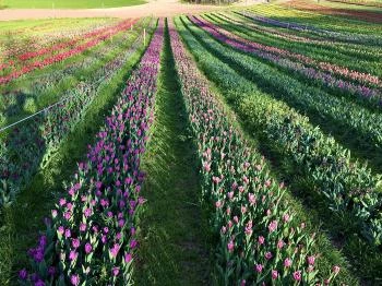 Kőröshegyi Levendulás Kőröshegy