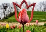 Kőröshegy - Kőröshegyi Tulipánszüret