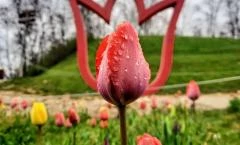 Kőröshegyi Tulipánszüret