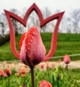 Kőröshegyi Tulipánszüret